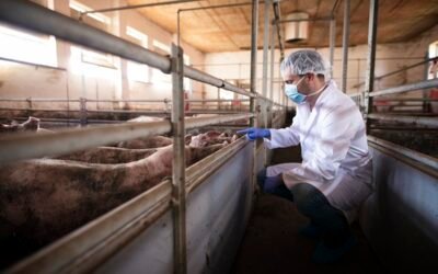 Día del Veterinario y la Veterinaria